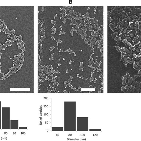 Uptake Of Rhodamine B Labeled Nps In Human Neutrophils Neutrophils