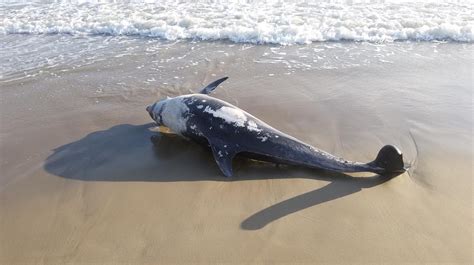 La Carcassa Di Un Delfino In Spiaggia A Castiglione Della Pescaia