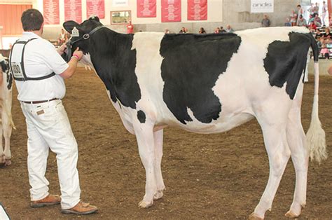 Leading The Way Advanced Level Showmanship 5 Tips To Take You To The