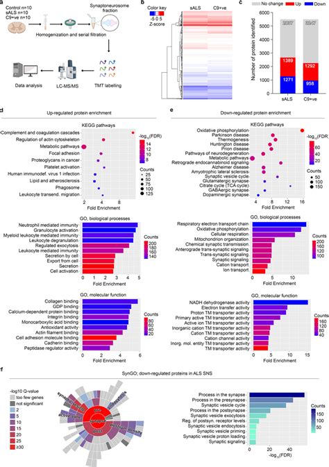 Enrichment Analysis Of The Human Als Spinal Cord Synaptic Proteome A