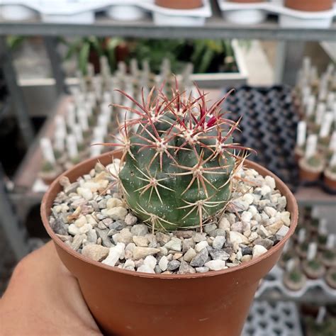 Ferocactus viridescens Santa Fee CA USA Uhlig Kakteen Über 5000