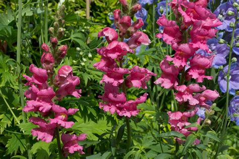 Antirrhinum Majus Coronette Series Snapdragon New York Plants Hq