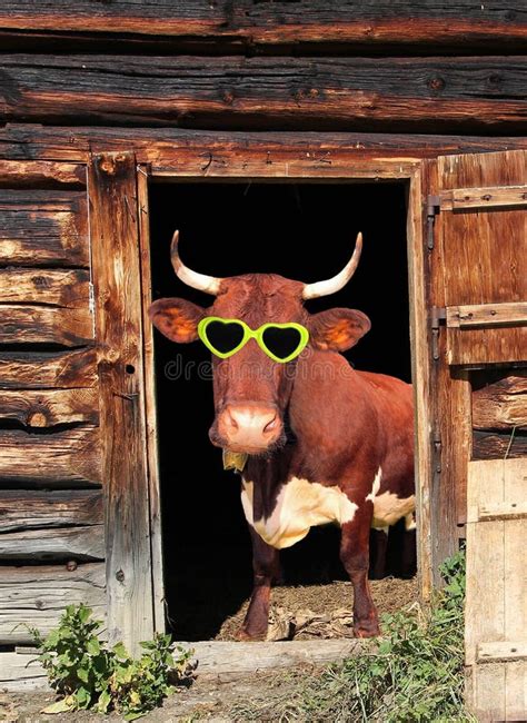 Funny Cow With Eye Glasses In A Cow Barn Door Stock Image Image Of Portrait Cattle 36387149