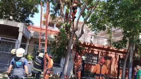 Tragedia en Buenos Aires se subió a podar un árbol en su casa y murió