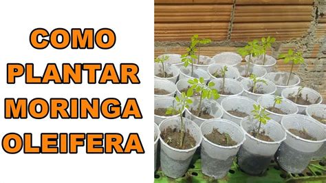 COMO PLANTAR MORINGA OLEIFERA COMO GERMINAR SEMENTE DE MORINGA YouTube