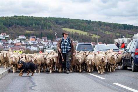 Der Wanderschäfer Fotogalerien Rhein Neckar Zeitung