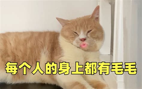 我小猫咪终究还是逃不过毛毛歌！每个人的身上都有毛毛~哔哩哔哩bilibili