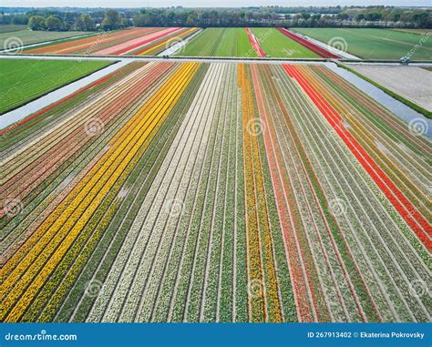 Aerial Drone View of Blooming Tulip Fields in Netherlands Stock Photo - Image of dutch, polder ...