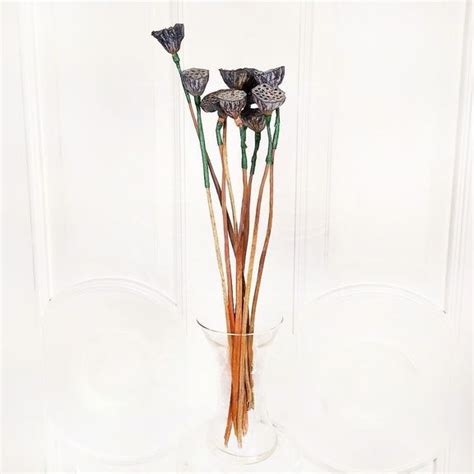 Лотос нелюмбо с семенами сухоцвет купить с доставкой в СПб