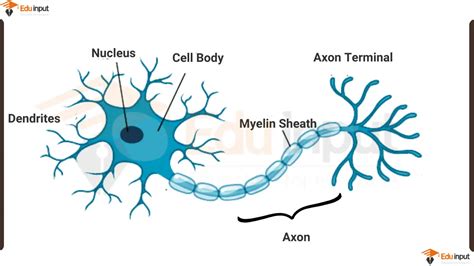 Neuron Diagram and Functions