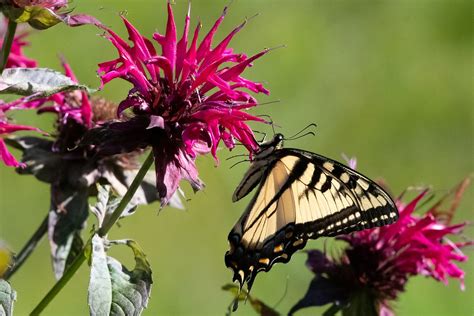 Eastern Tiger Swallowtail Butterfly Lowell Mi Vaughn Morrison