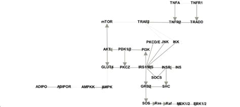 Extended Type 2 Diabetes Pathway Network Download Scientific Diagram