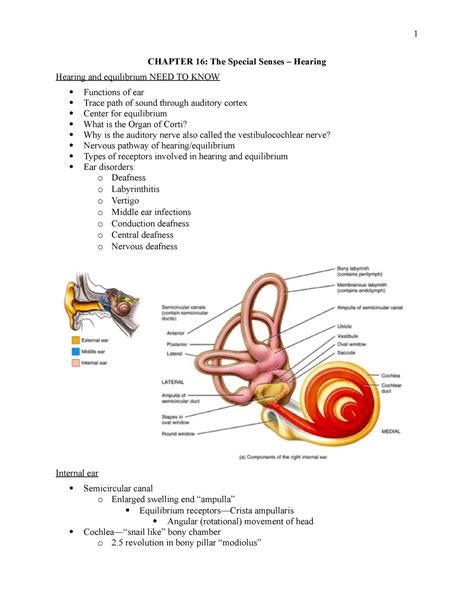 Anatomy 2019 2 19 Chapter 17 Special Senses Hearing And Equilibrium Chapter 16 The Special