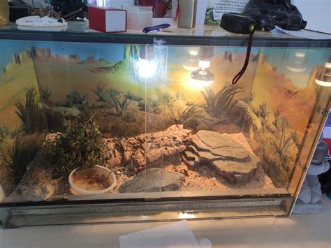 Terrarium Maison Pour Pogona Ventana Blog