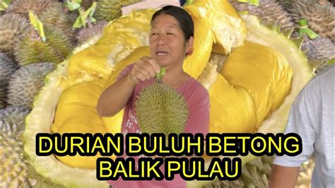 Durian Kampung Pulau Betong Isi Kuning Lemak Manis Musim Balik Pulau