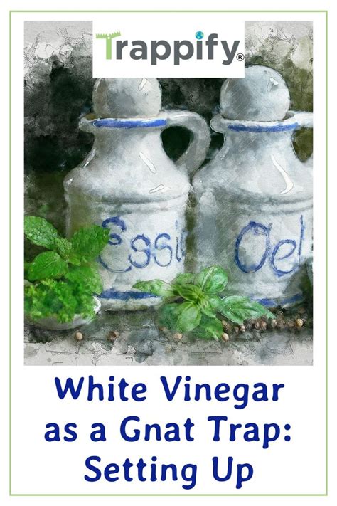 Gnat Trap: White Vinegar DIY Set Up | Indoor vegetable gardening ...