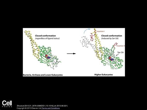 Crystal Structure Of Human Seryl Trna Synthetase And Ser Sa Complex