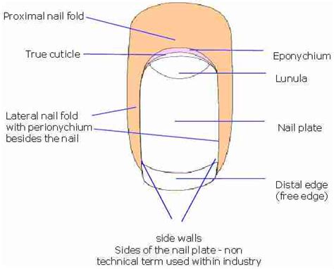 Eponychium Definition Location Function And Pictures