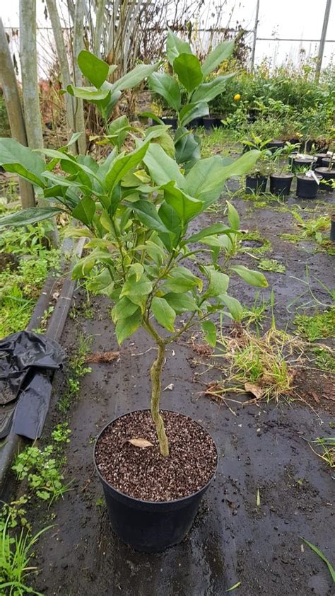 Citrus medica Digitata greffé sur Poncirus trifoliata Cédratier Main