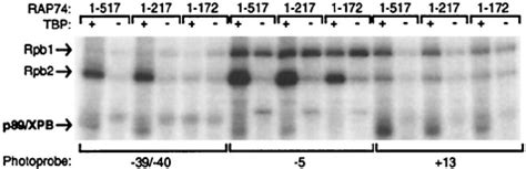 Cross Linking Of P89 XPB Using Various RAP74 Deletion Mutants