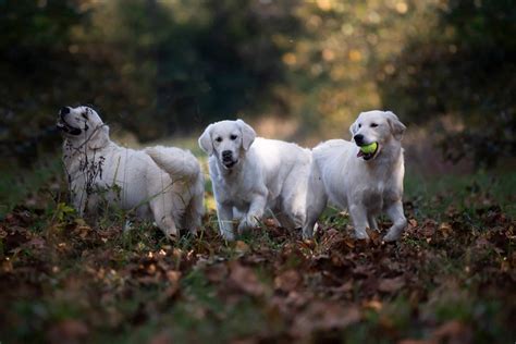 White Lab Golden Retriever Puppies