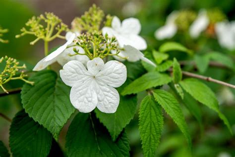 How To Grow And Care For Viburnum