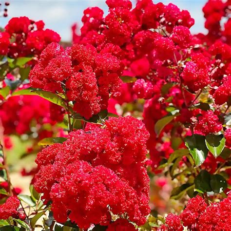 Qauzuy Garden Semillas Mixtas De Crepe Mirto De Reina Gigante