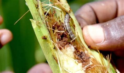 How To Control Fall Armyworm In Maize Toagriculture