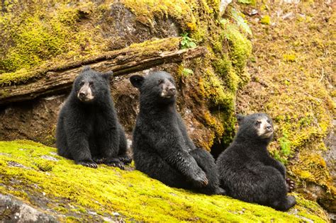 Over 4000 Bc Black Bears Killed In Last 8 Years By Government Agency