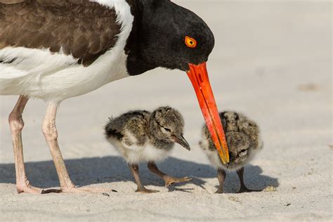 American Oystercatcher Audubon Field Guide