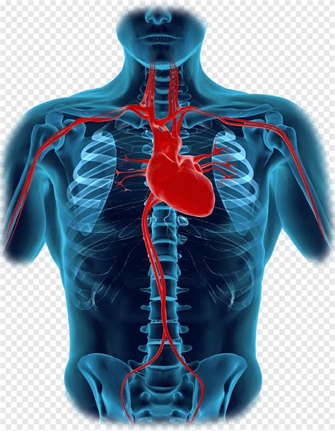 جسم الإنسان قلب مخطط تشريح جسم ، أجزاء جسم الإنسان شيرت إنسان Png