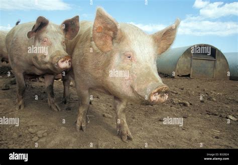 Hybrid Pigs Hi Res Stock Photography And Images Alamy