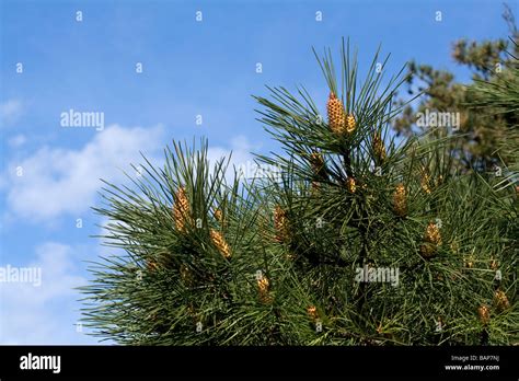 Corsican Pine Pinus Nigra Stock Photo Alamy