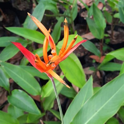 Jual Tanaman Hias Calathea Heliconia Orange I Pisang Pisangan Shopee