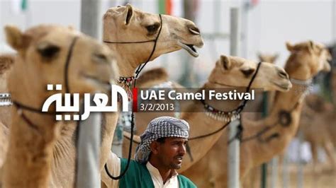 Camel festival in the UAE