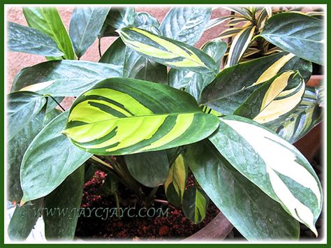 Newly Acquired Ctenanthe Pilosa Golden Mosaic Beautiful Flickr