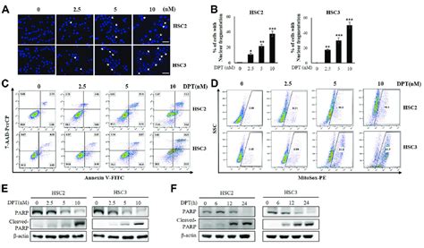 Dpt Induces Apoptosis In Oscc Cells A Hsc And Hsc Cells Were