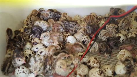 Quail Breeding Incubation Of Coturnix Japanese Quails Quail Farming