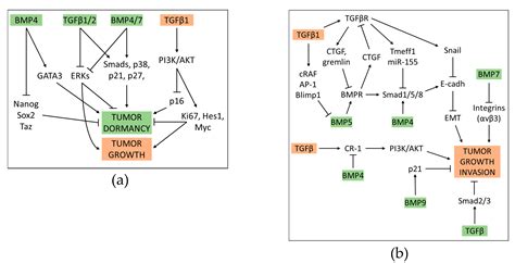 Cells Free Full Text The Interactivity Between Tgfβ And Bmp