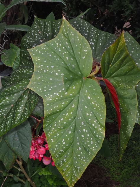 Begonia Coccinea Hook Plants Of The World Online Kew Science