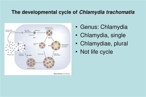 Ppt Immunity To Chlamydiae Powerpoint Presentation Free Download