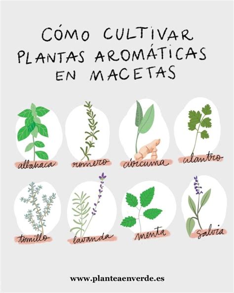 Guía fácil para cultivar estragón en casa consejos y pasos para tener