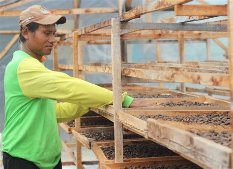 Kopi Khas Majalengka Berpotensi Meningkatkan Perekonomian