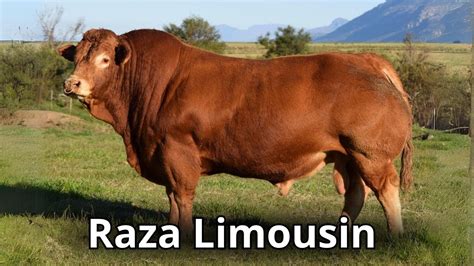 La raza de ganado Limousin Características Generales YouTube