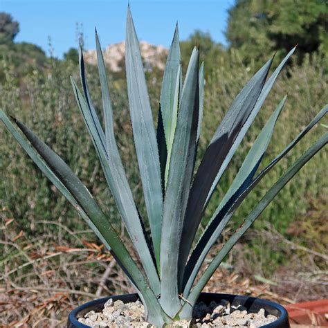 Shop Blue agave 'Tequila Plant' Agave Tequilana - Care and Info ...