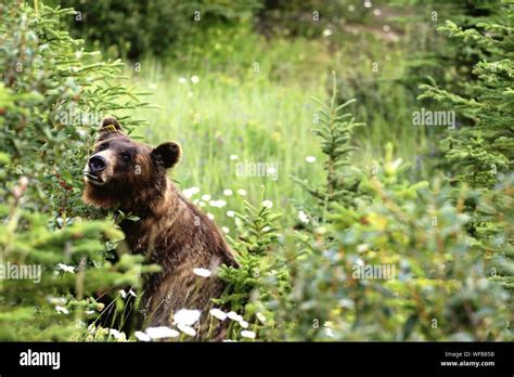 Bear Grizzly Banff Hi Res Stock Photography And Images Alamy