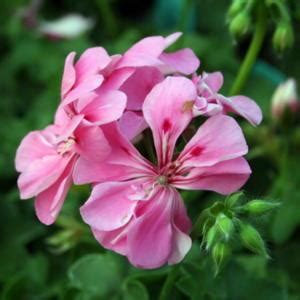 Ivy Geraniums Pelargonium Peltatum Temprano Pink In The Pelargoniums