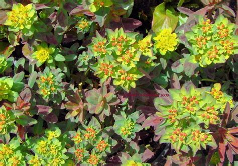 PlantFiles Pictures Euphorbia Cushion Spurge Bonfire Euphorbia