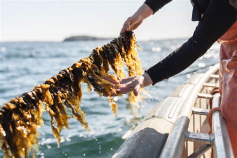 Seaweed Farming in Maine | Good Nature Travel Blog