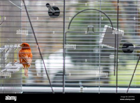 Red canary in a white cage Stock Photo - Alamy